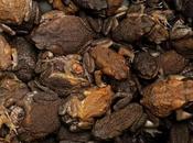 Científicos buscan remedio contra #gripe piel sapos #Salud #Medicina