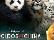 Reseña Nacidos China, nuevo documental Disney Nature