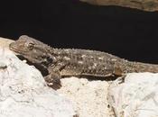 Salamanquesas alrededores Ripoll. Sabadell