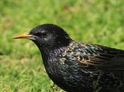 Exótico alimentándose