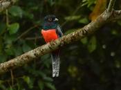 Surucuá aurora (Blue-crowned Trgogn) Trogon curucui