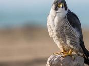 Falco peregrinus calidus-Falcón peregrino Falcó pelegrí Belatz handia Peregrine falcon