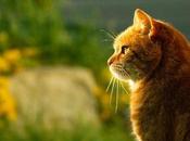 Debe Hacer Cuando Gato Presenta Cuadro Clínico Neumonía Felina.