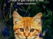 gato curaba corazones Rachel Wells