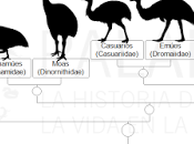 ¿Avestruces norteamericanas?