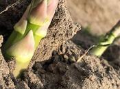 GastroGavà Fira dedicada l’Espàrrec Gavà.