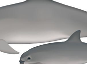 vaquita marina peligro México