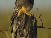 Halcón plomizo (Aplomado falcon) Falco femoralis