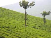 india: kumily,