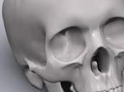 Anatomía humana: Cráneo