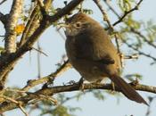 Pijuí cola parda (Pale-breasted Spinetail) Synallaxis albescens