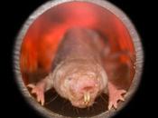 Conoce curioso mamífero puede vivir oxígeno #Animales