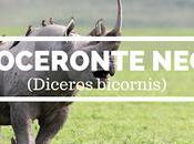 Rinoceronte negro