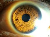 Desarrollan Tejido Sintetico Biologico Similar Humano