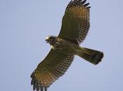 Taguató común (Roadside Hawk) Rupornis magnirostris
