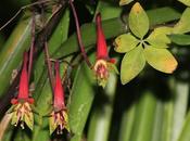 Flor pitito (Tropaeolum pentaphyllum)