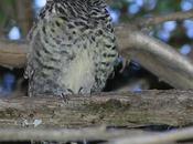 Carpintero pitío (Colaptes pitius)