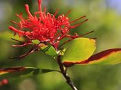 Notro (Embothrium coccineum)