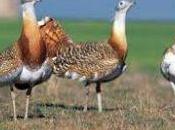 ¿Qué significado tiene soñar avutarda?