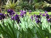 Lirio Común poderes medicinales