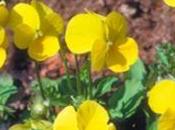 Siembra primavera