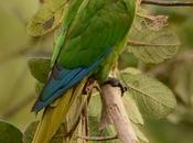 Chiripepé anaranjada Pyrrhura devillei