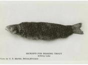 Nuevo Bestiario Mythic Iceland:Loðsilungur Öfuguggi