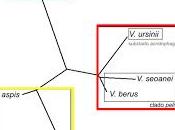 Víboras mediterráneas (hocicuda áspid), zonas contacto hibridación