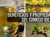 ginkgo biloba