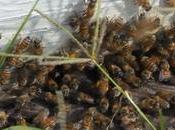 Productores adquieren abejas reinas.