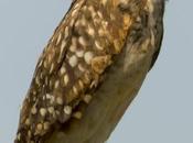 Lechucita vizcachera (Burrowing Owl) Athene cunicularia