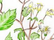 Flores Bach: Clematis