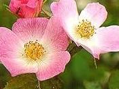 Rosa mosqueta, nutritiva, reparadora antioxidante