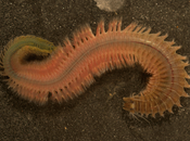 Phylum Annelida