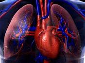 Sistema Circulatorio (II)