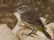 Reinita Coronicastaña (Palm Warbler) Setophaga palmarum