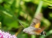 ¿Colibríes Gozón?