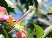 Galería Fotos: Chorisia speciosa…(Malvales, Bombaceae) Palo borracho…