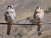 PORTFOLIO: Falco sparverius...Kili Kili... Falconidae