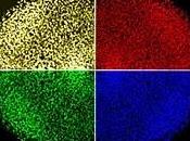 efectos colaterales reprogramación celular