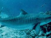 increíble orientación algunos tiburones