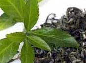 verde como planta medicinal