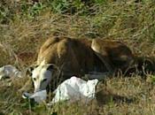 Banas pobre galguito malviviendo campo badajoz