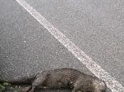 mustélidos, víctimas carretera