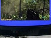 Crysis podrá soportar DiretX