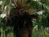 palma endémica Villa Clara, recupera