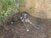 Pili, mastina casi degollada, recuperada sigue adopción