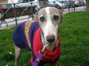 Ayuda para Gala (Madrid)