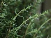 Todo siempre quisiste saber sobre soñar tomillo.