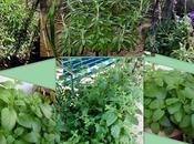 Salvia Mejorana. Plantas aromáticas medicinales parte